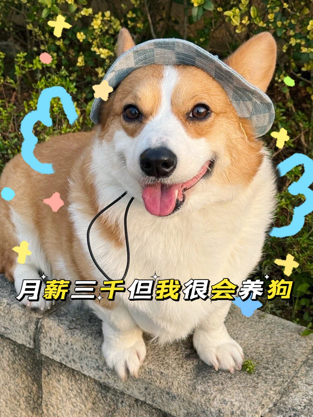 月薪3k 但我很会养狗！