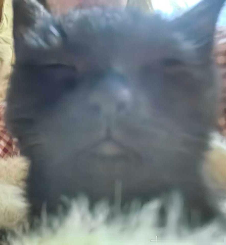 50491【丑猫】从小丑到大丑吧喵：长大了不丑了我私吞了 