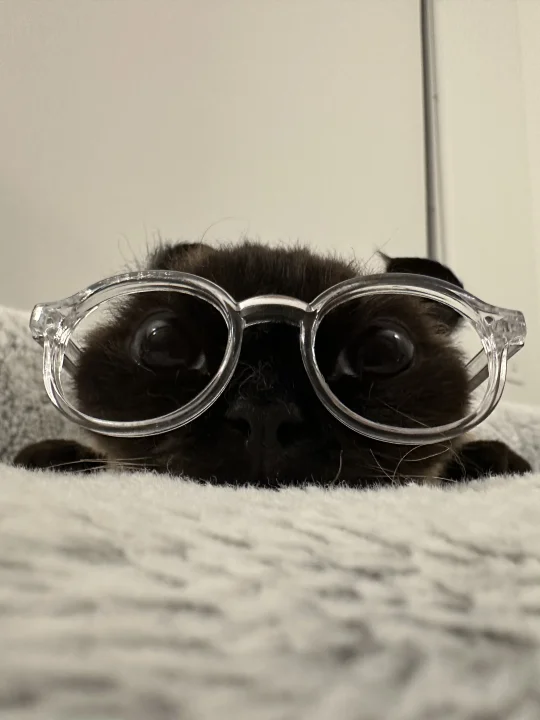 扁头猫今天戴透明框眼镜！
