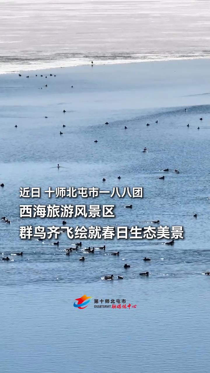 近日十师北屯市一八八团西海旅游风景区群鸟齐飞绘就春日生态美景。