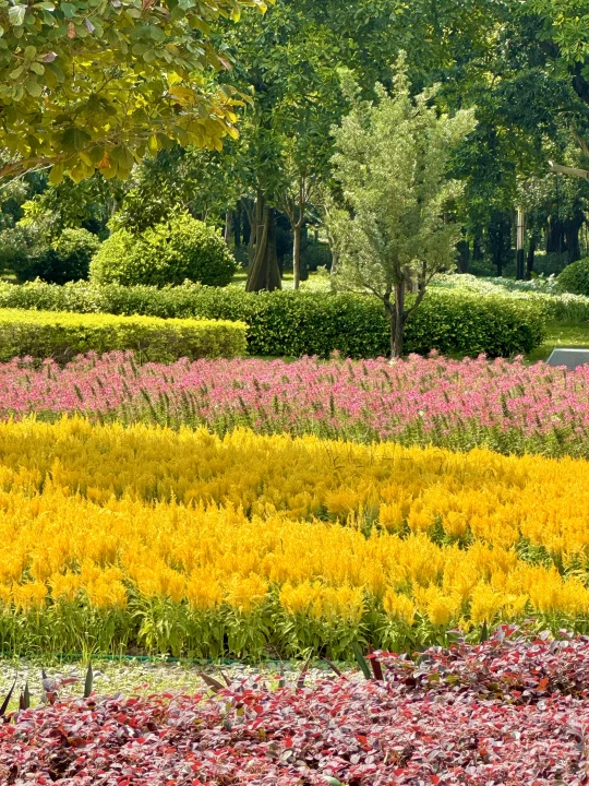 10.15实拍live图！佛山的秋日莫奈花园🌸