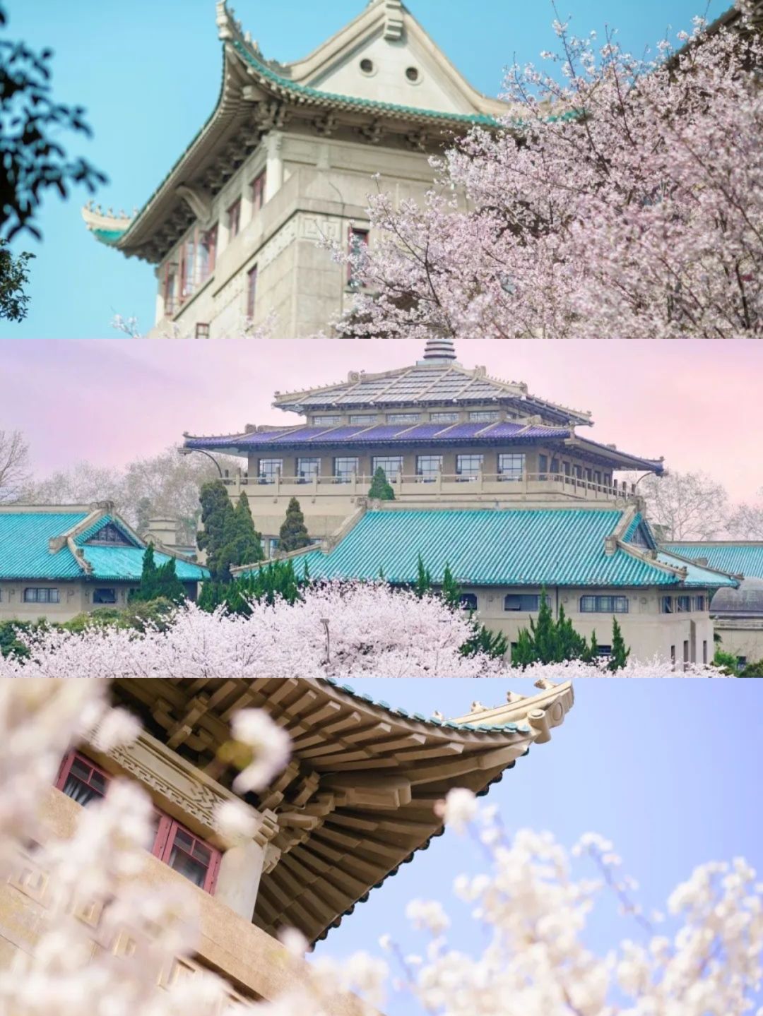 属于武汉三月的小确幸，樱花绽放啦🌸