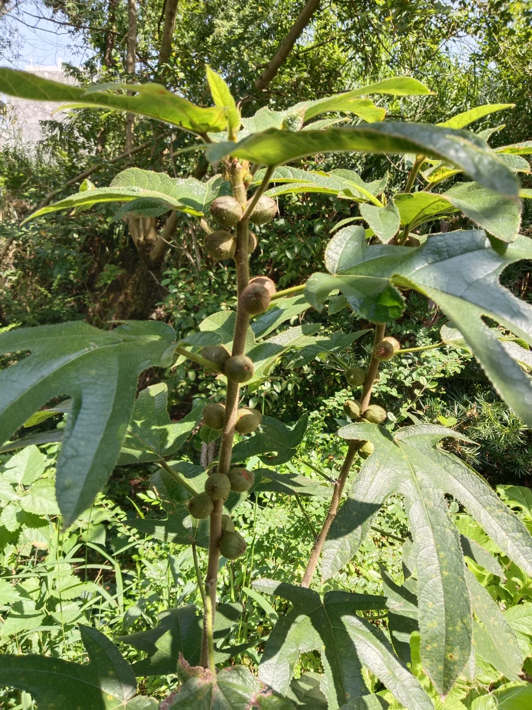 五指毛桃根 芳香化湿，通便润肠~平喘、化皮。除湿 五指毛桃是岭南地区常...