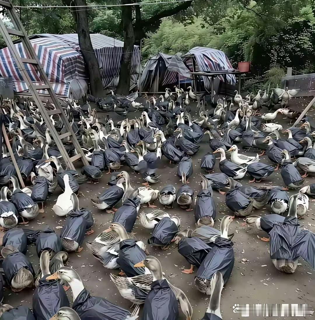 这是什么情况，老板为什么把鹅都套塑料袋在身上！有知道什么原因的嘛？