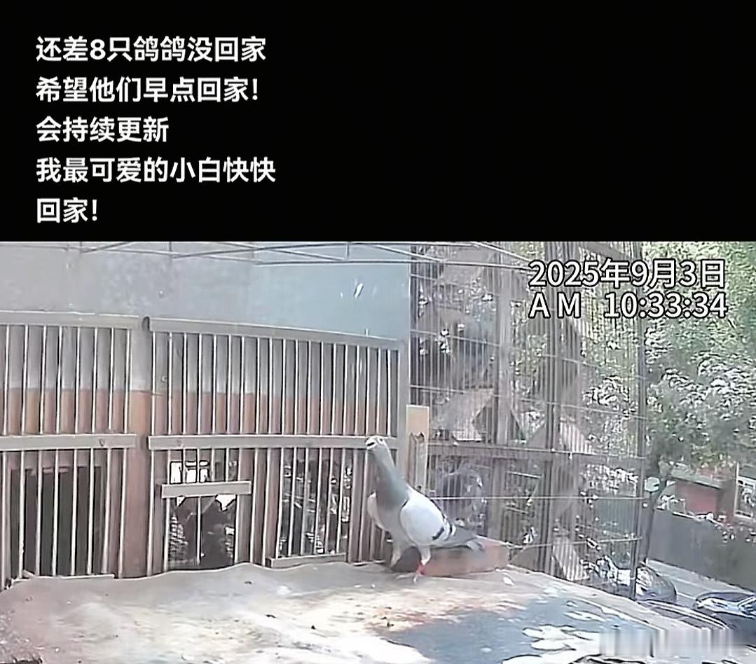 和平鸽也有工资不回家的鸽子：妈，我在北京找到真爱了，我要落户北京了[笑cry] 
