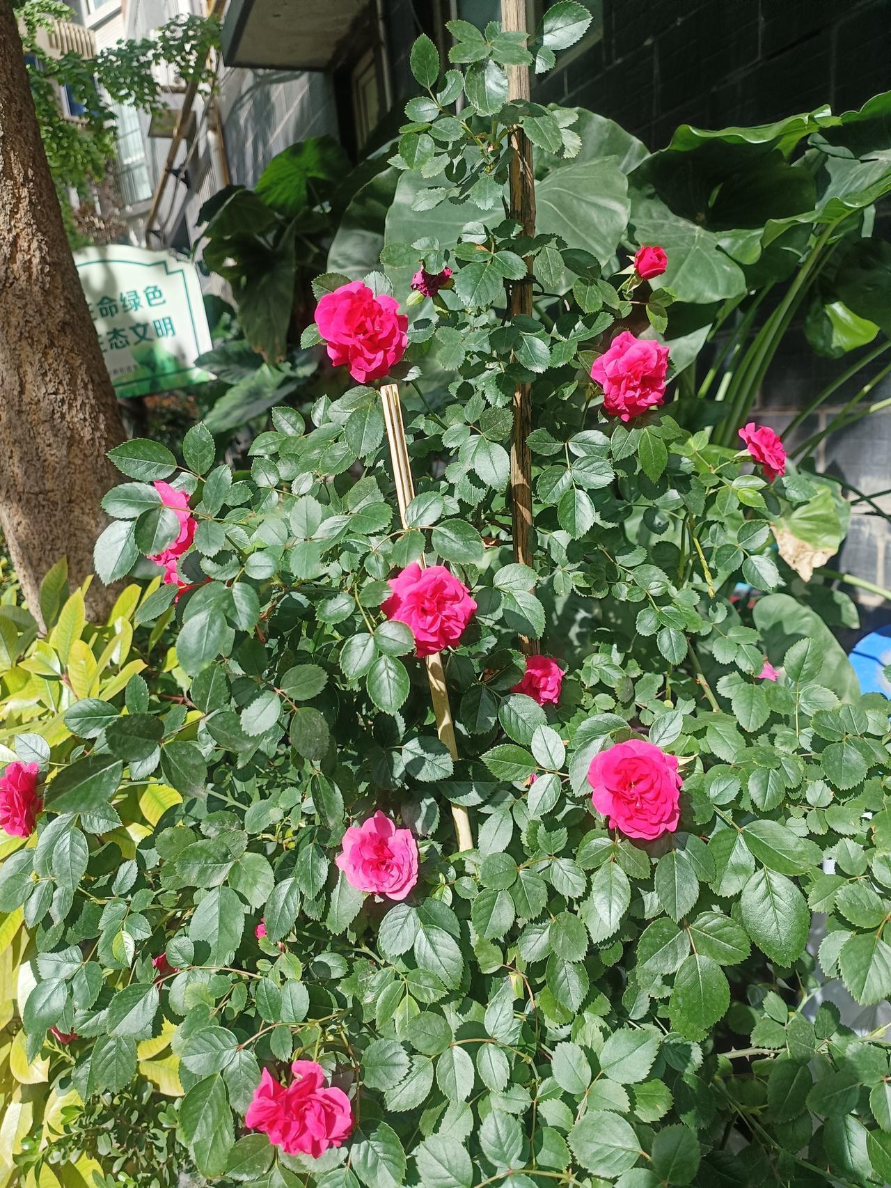 谁有花草照片，可以晒下吗