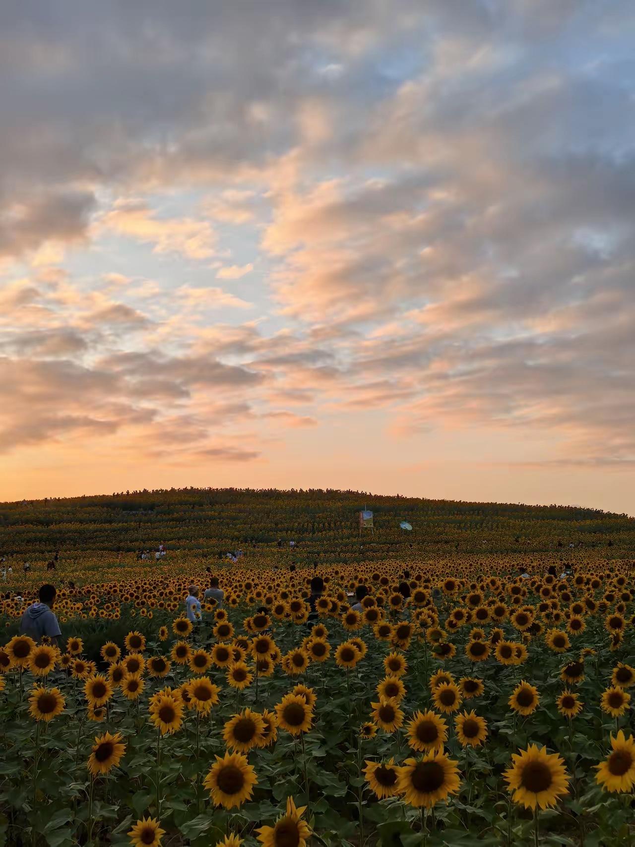 我们玩的是阳谋。虽然我们一直低调的保持沉默，但是并没有停下来。西芒杜铁矿其实早在