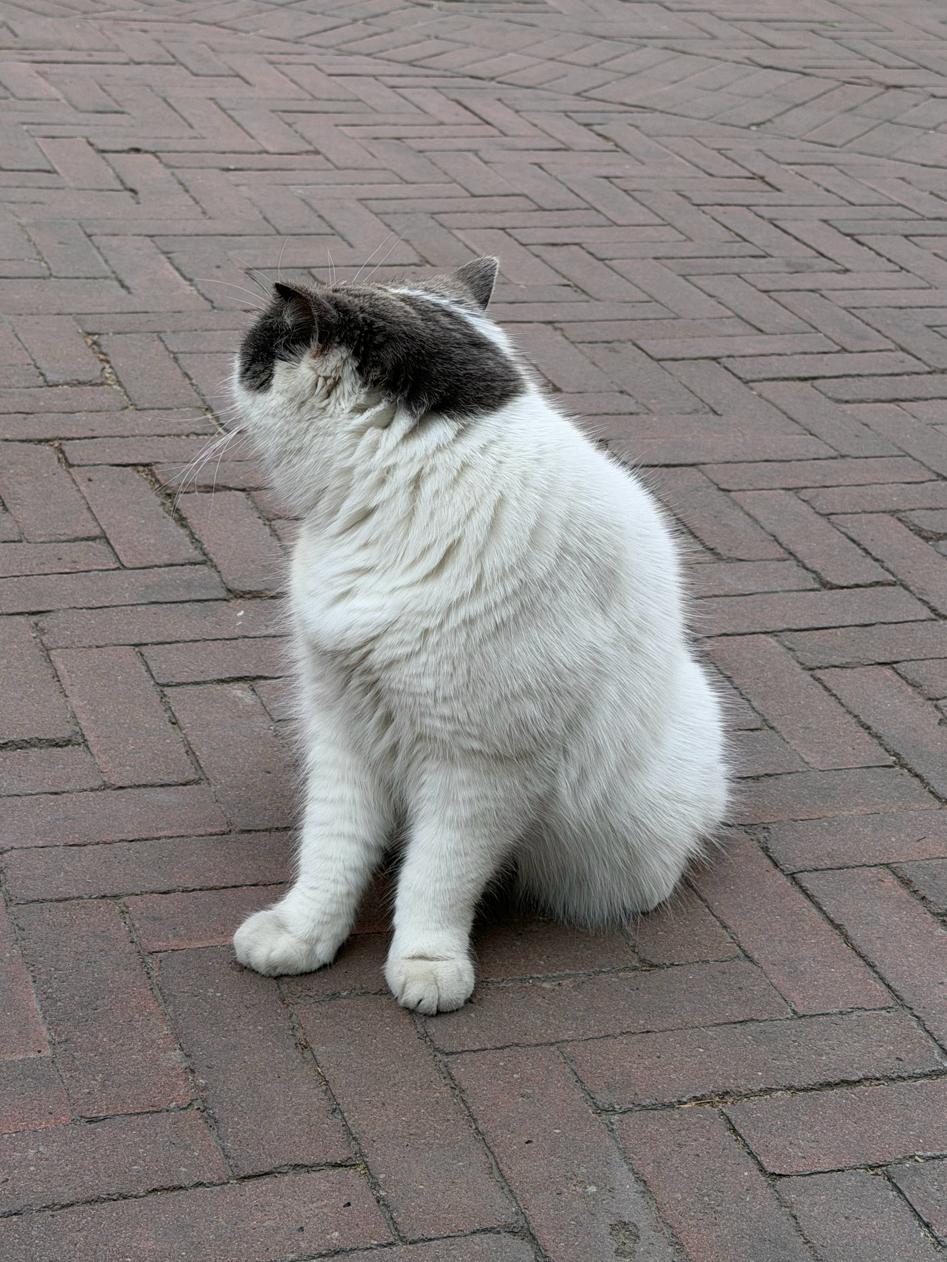 好胖的加菲灵活的胖子 天津·意大利风情旅游区