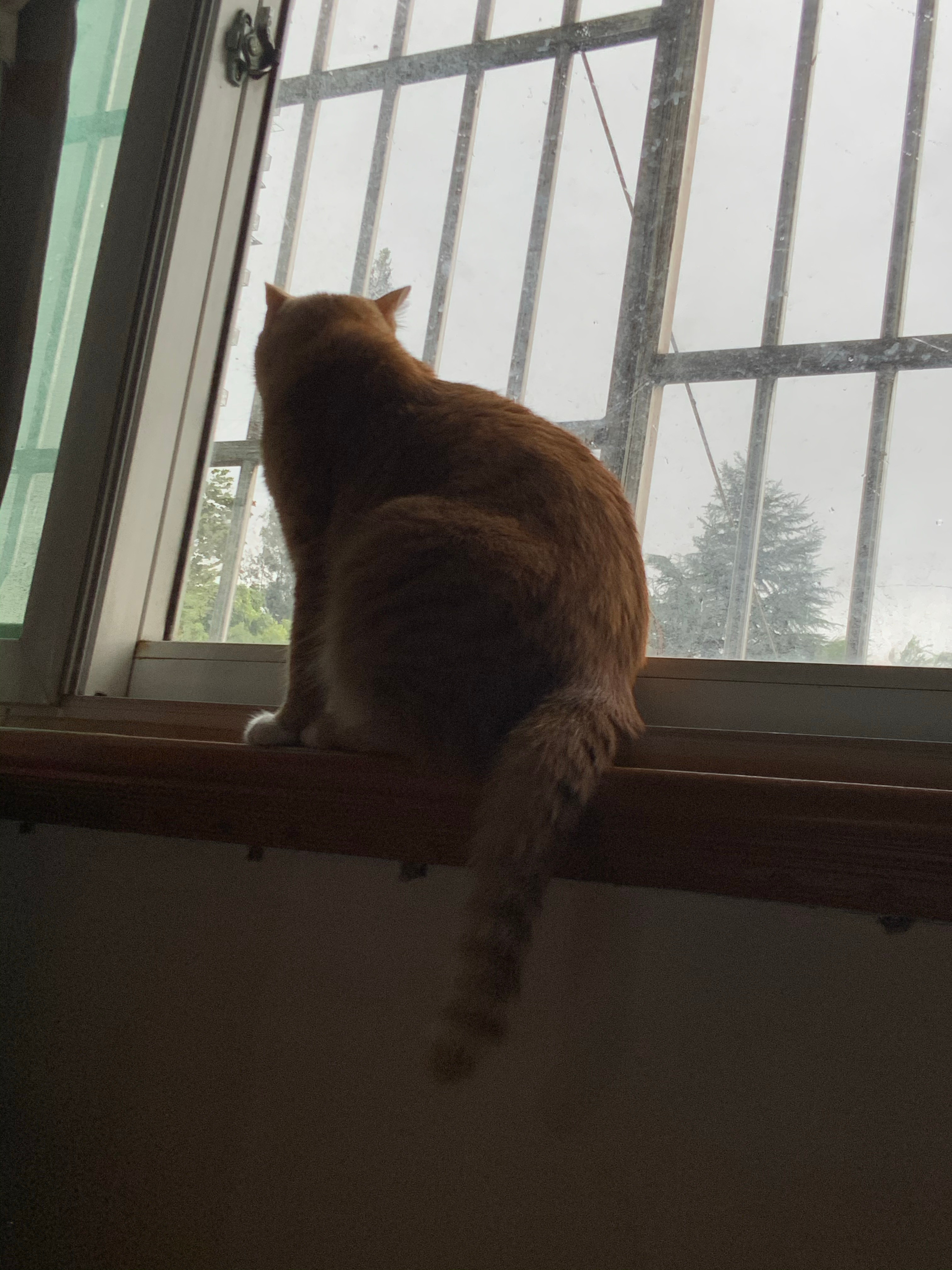 真是只冷静的小猪咪 ​​​