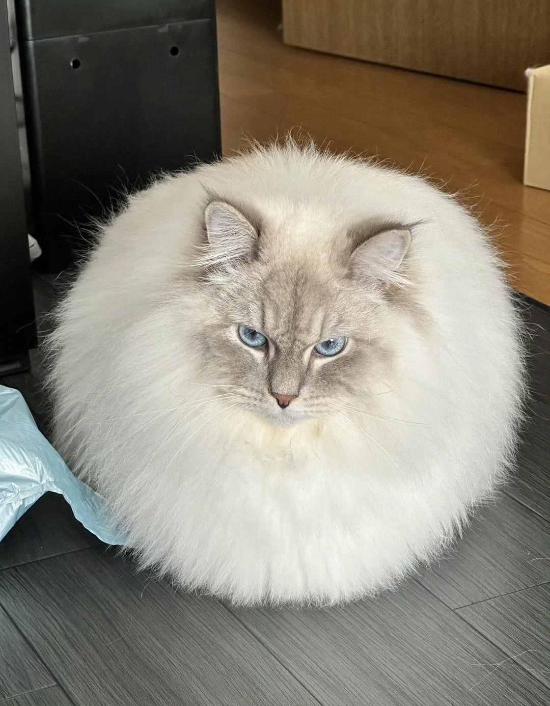 防止你没见过：这么圆的猫咪[抱一抱] ​​​