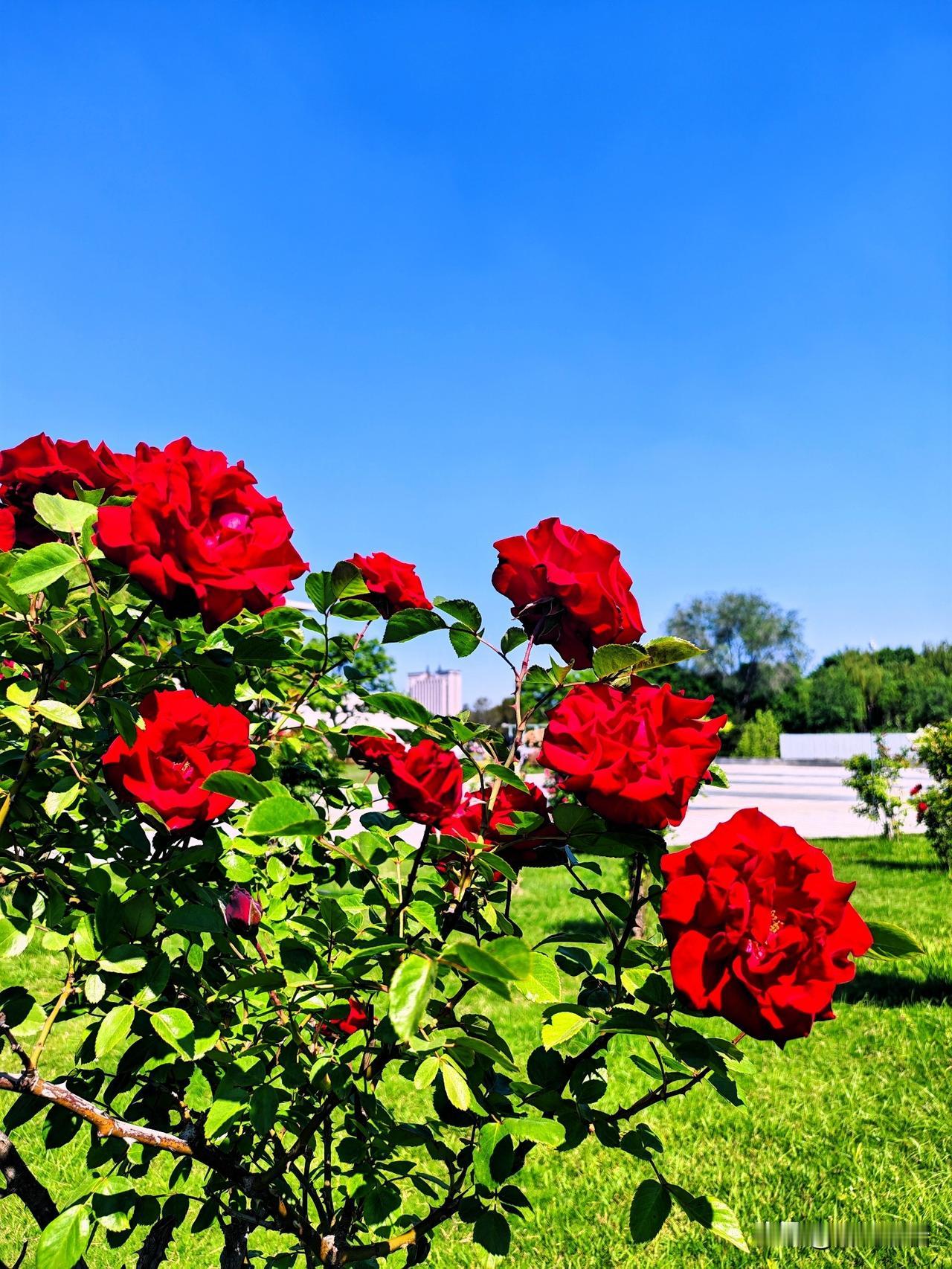 蓝天白云下的红月季，浪漫满溢！🌹🌞