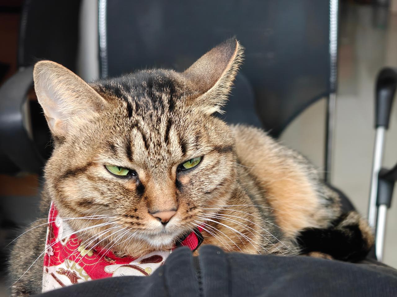 #今日麦当劳日记# 午休醒来，肚子上有一只陪睡的麦当当，总是一件很幸福的事情。[