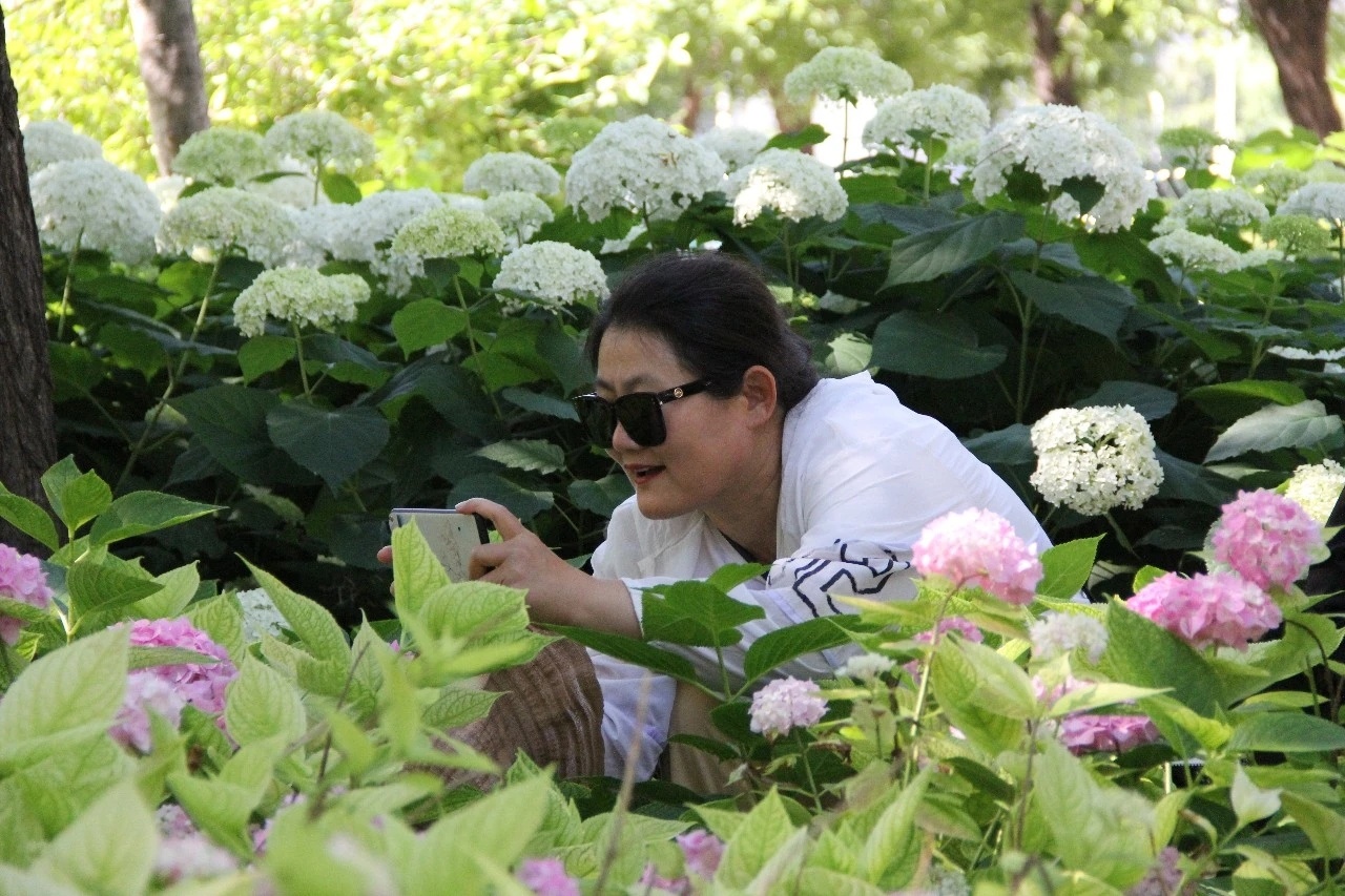 【石家庄明珠公园绣球花开】时下正值初夏时节，在石家庄的明珠公园内，绣球花迎来了盛