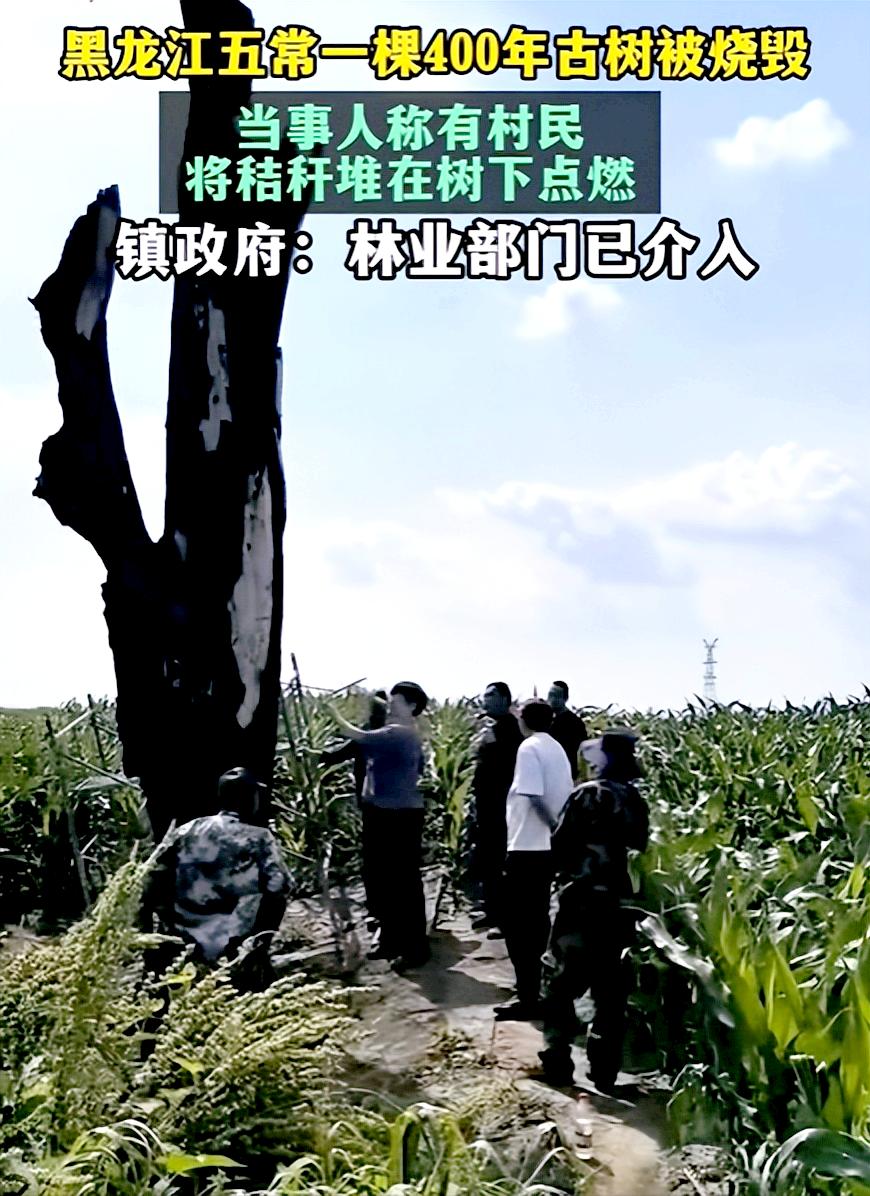 存活400年的古树被人为烧毁，平时的保护措施都到哪里去了？

最近，黑龙江五常市
