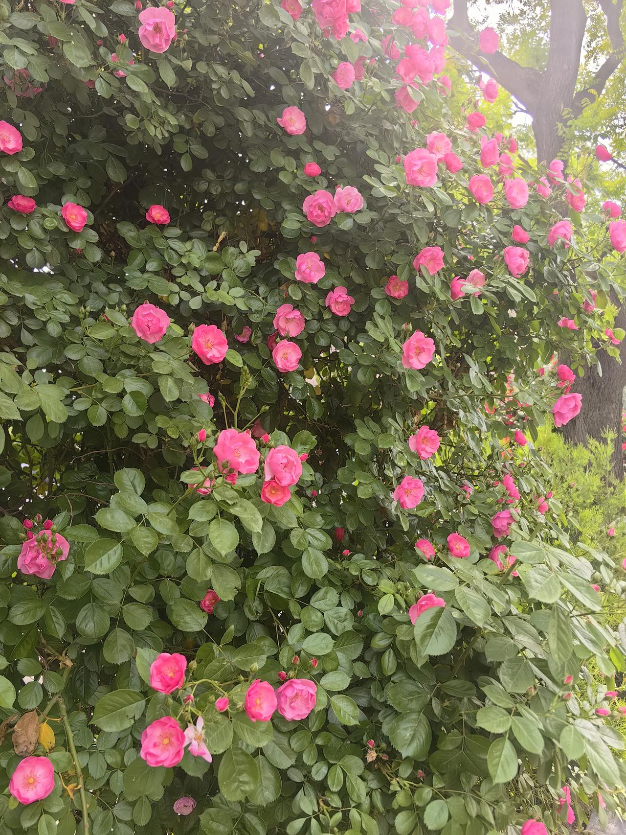 痔疮手术后第十二天，拔掉尿管，顿感轻松！

昨天是我痔疮手术后的第十二天，新的一