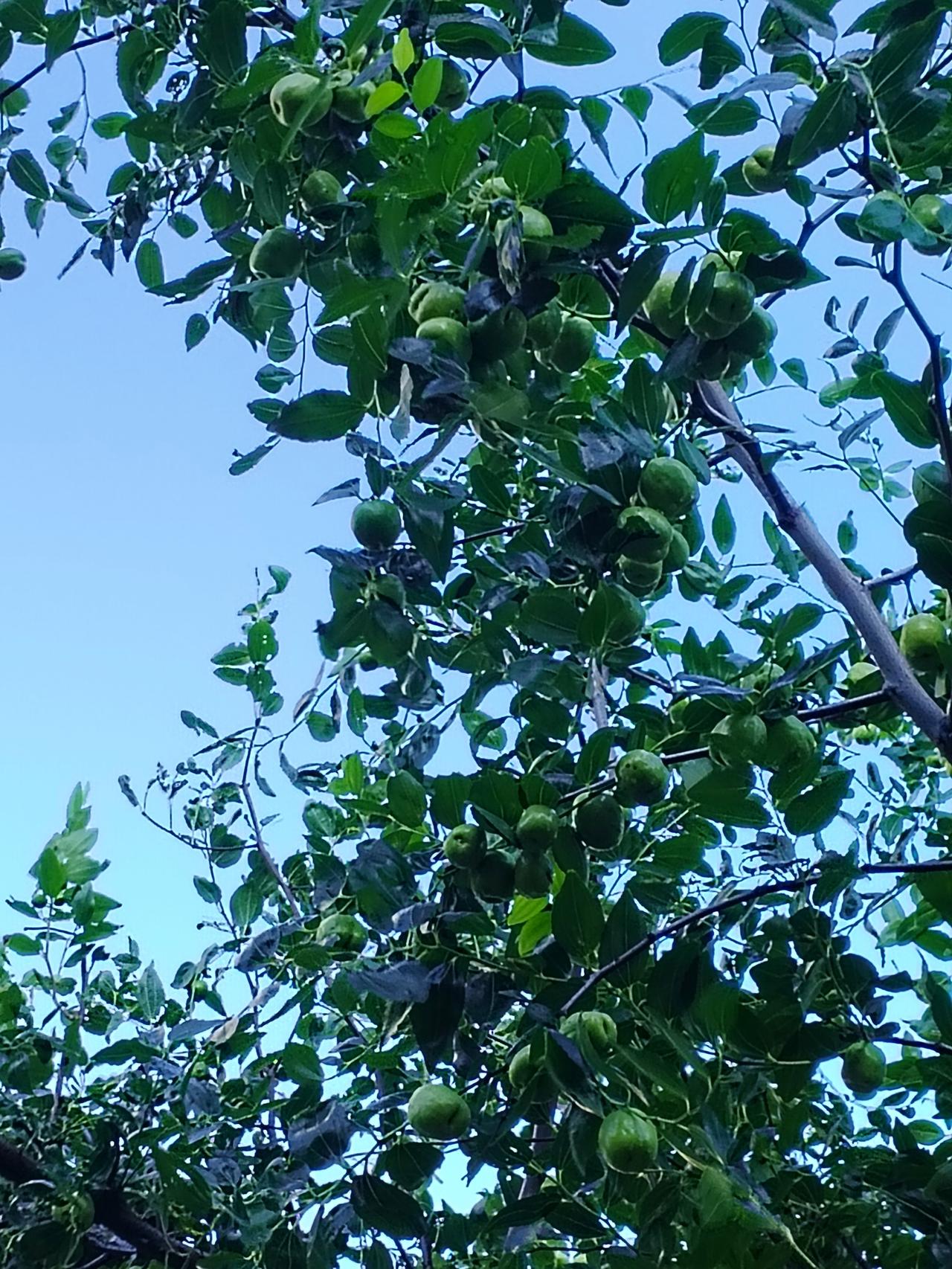 今天早晨去公园散步，看到公园边的枣树结的硕果累累，我拿起手机随手拍两张照片，与大