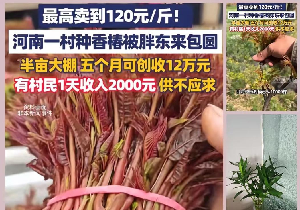“这就是命！”河南一村干部听战友说1斤香椿在上海能卖七八十元。这位村干部还真就信