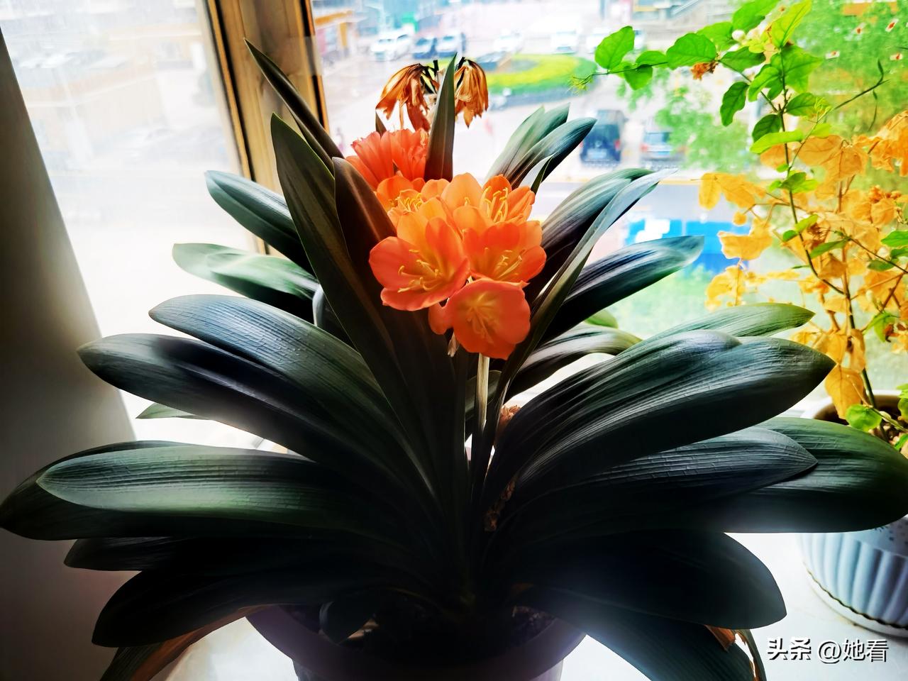 它不慌不忙，只在属于自己的时节中舒展身姿，恰似认真生活的我们。