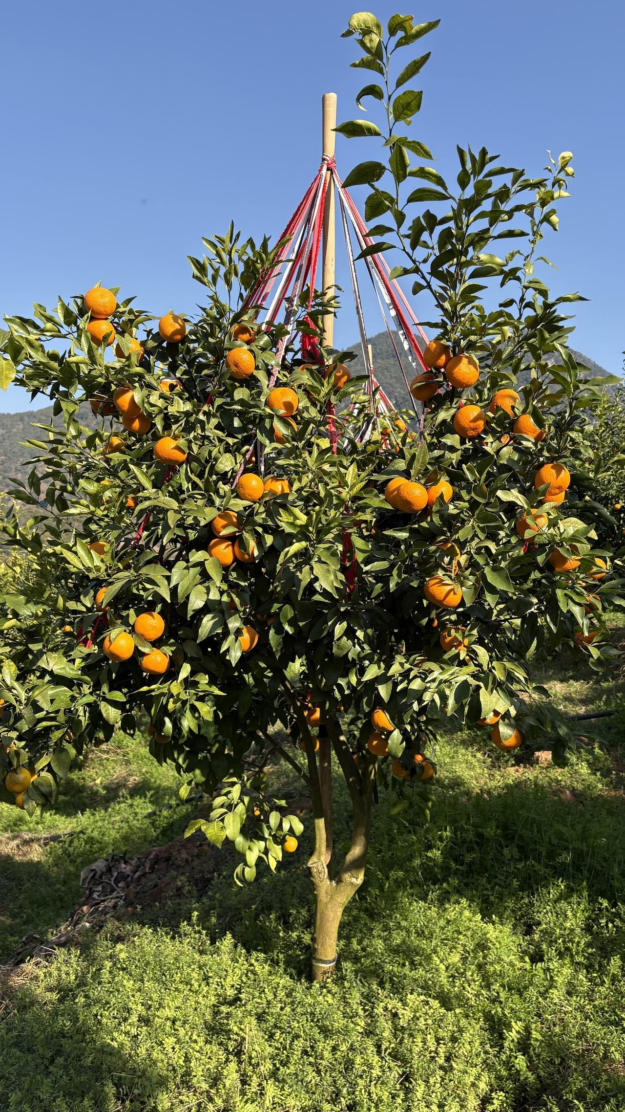 说道种植水果，可谓大江南北到处都有，其中水果被分为两类，一类是大众水果，比如说：