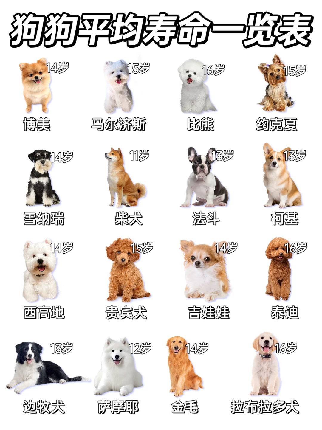 ✅16种狗狗平均寿命一览，中老年犬养护要关注