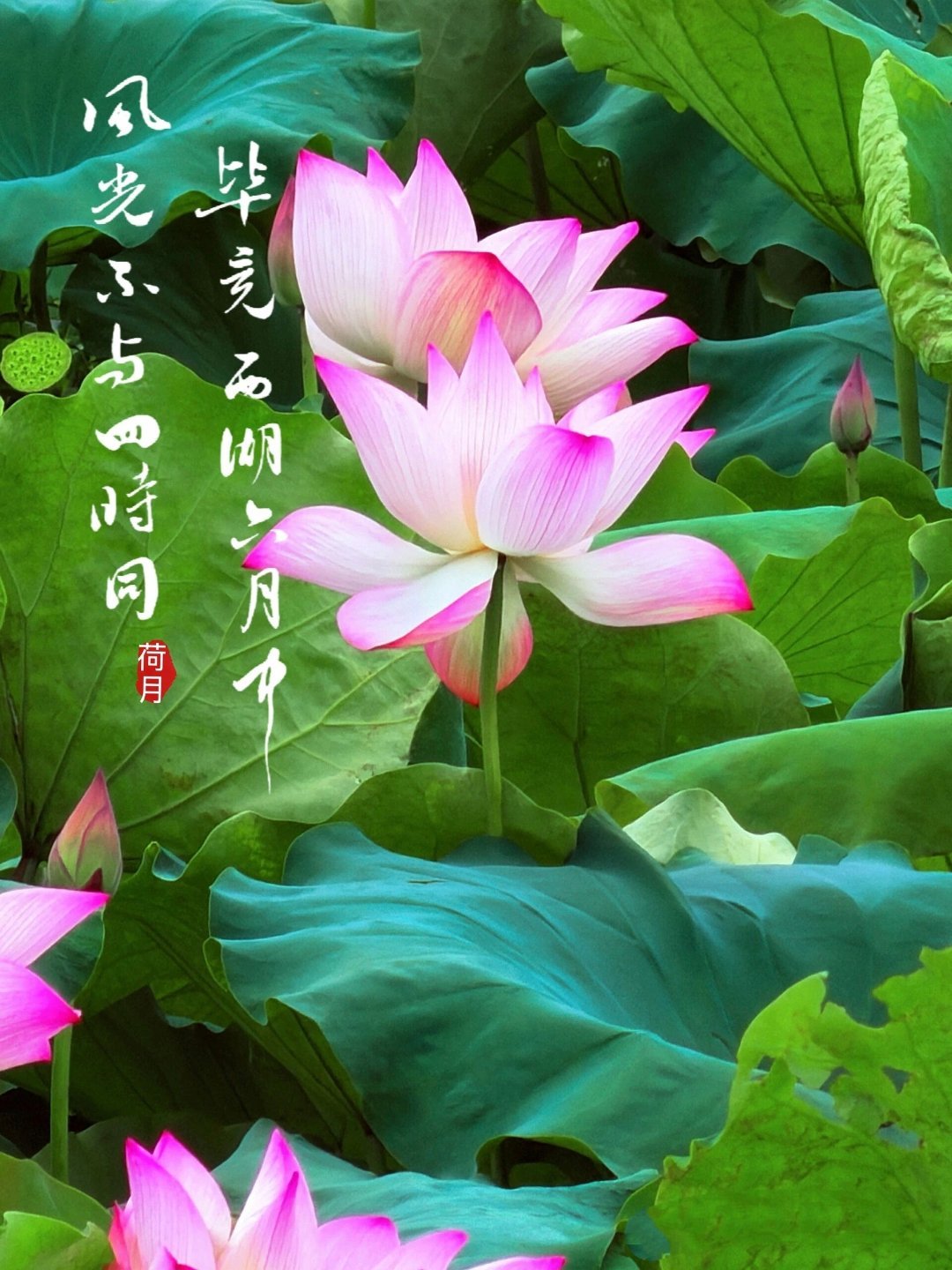 七月，连绵不绝的雨，似停非停；无边无际的雨丝，似有若无，天上人间一切都浸润在细雨