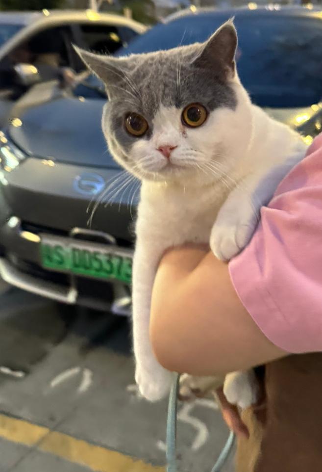 下飞机有🐱猫来接 ​​​