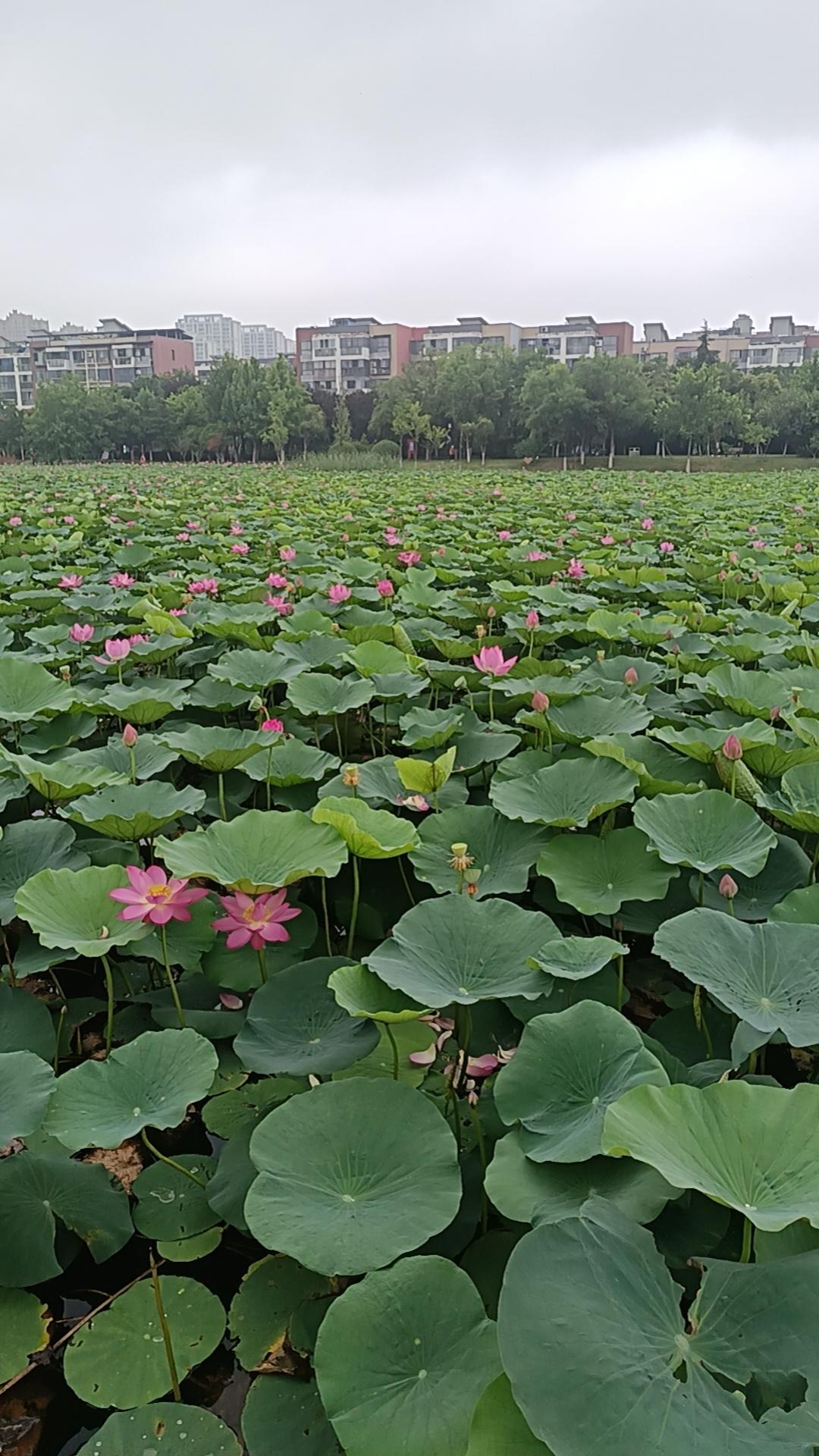 ✍生活中，愿你天天快乐；忙碌中，愿你风雨无恙。问侯中，盼你平安吉祥；祈福中，祝你