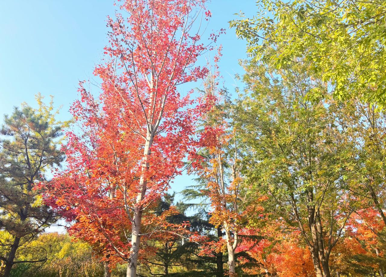 七律·《十一月嘉祥》

文/青云
冬月逐寒景渐萧，霜天万里透晴皎；
田畴稻熟归仓