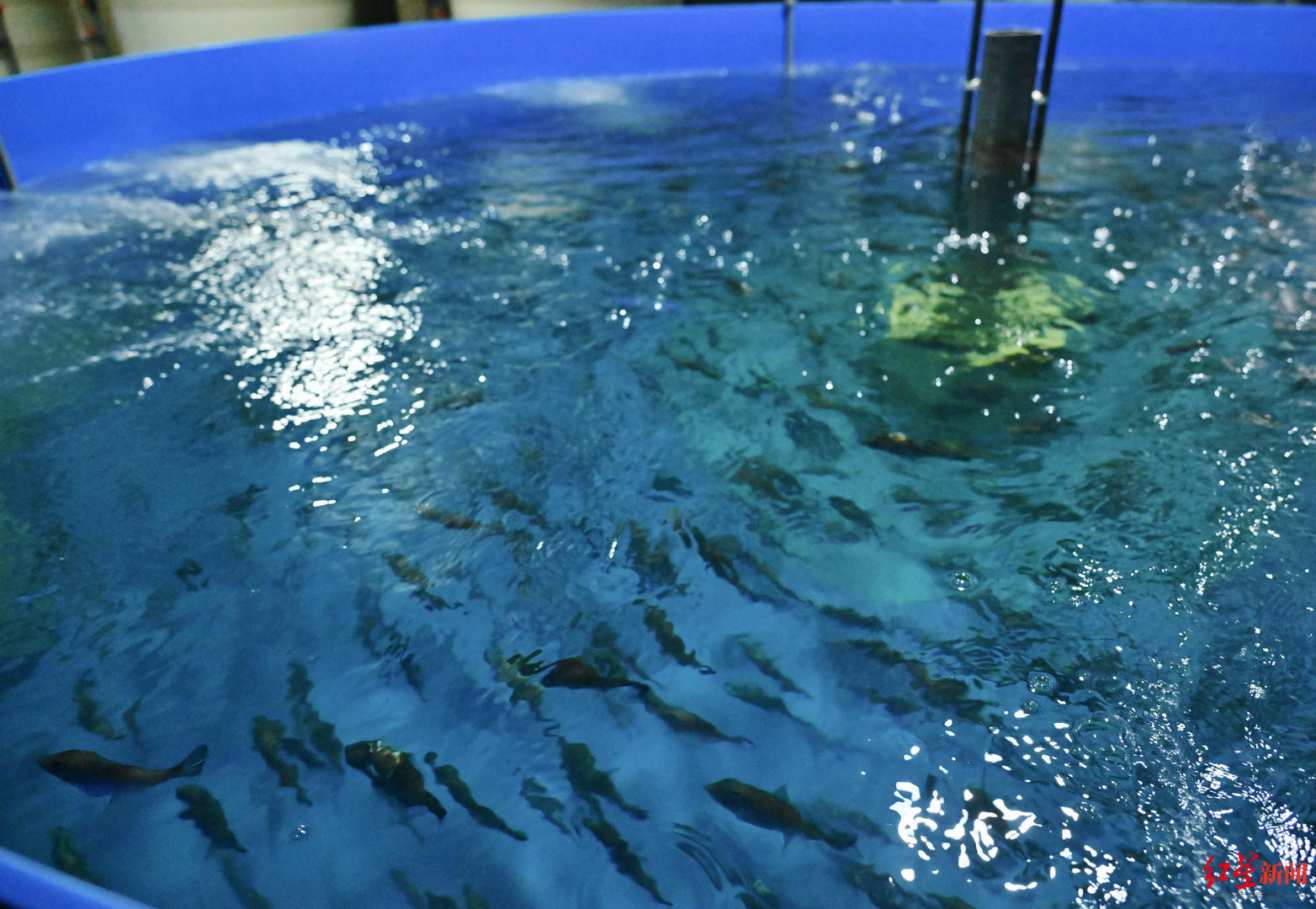 这家公司在成都“造海”养殖海鲜,首批“陆养”耗儿鱼预计年底前上市