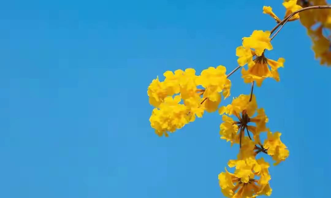 为什么短剧会成为流行趋势因为现在人们都手机不离手，空闲时就喜欢刷手机，可是短剧时