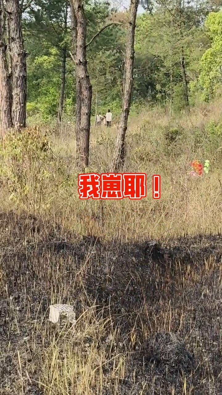 我崽耶！快到山上看妹厕，山上好多妹厕。