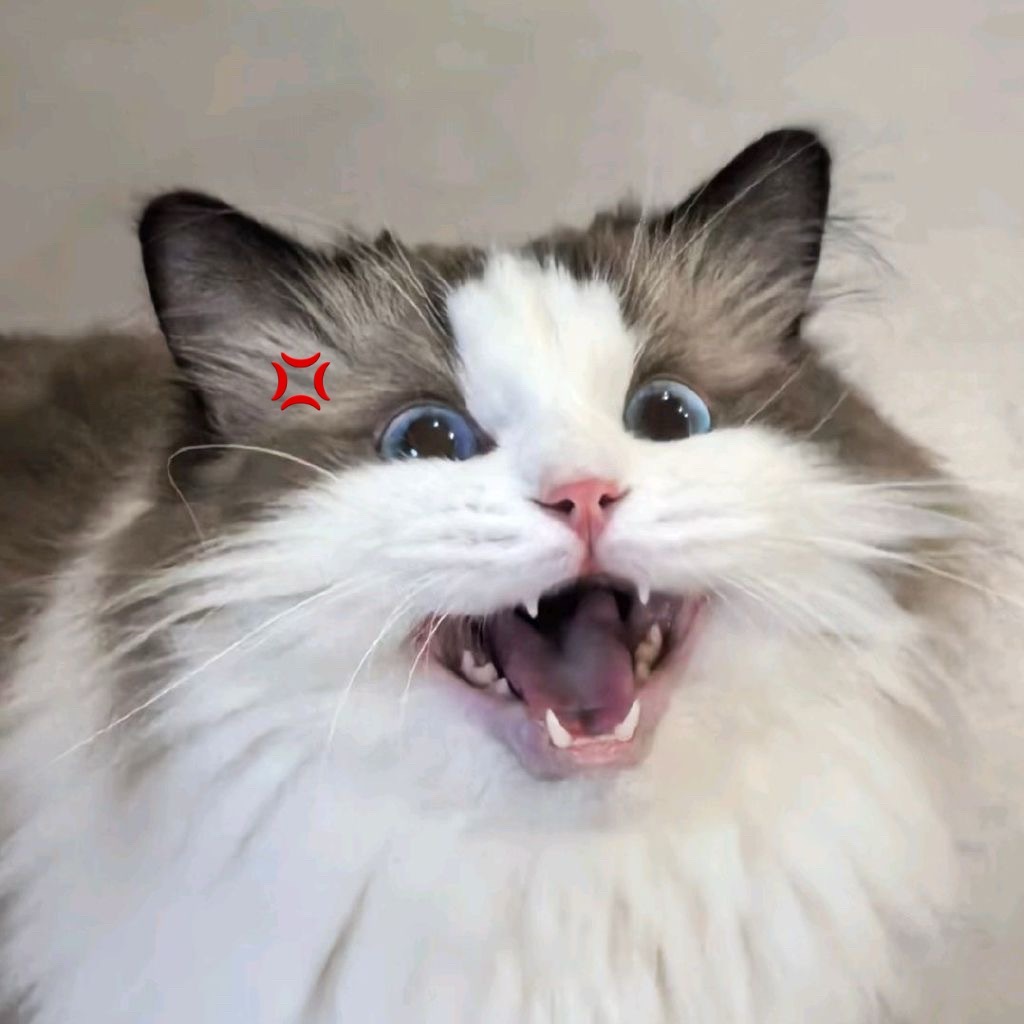 左航换了厚米sayhi头像我米这波属于忠心护主了 我们家slogan：家有肥猫 