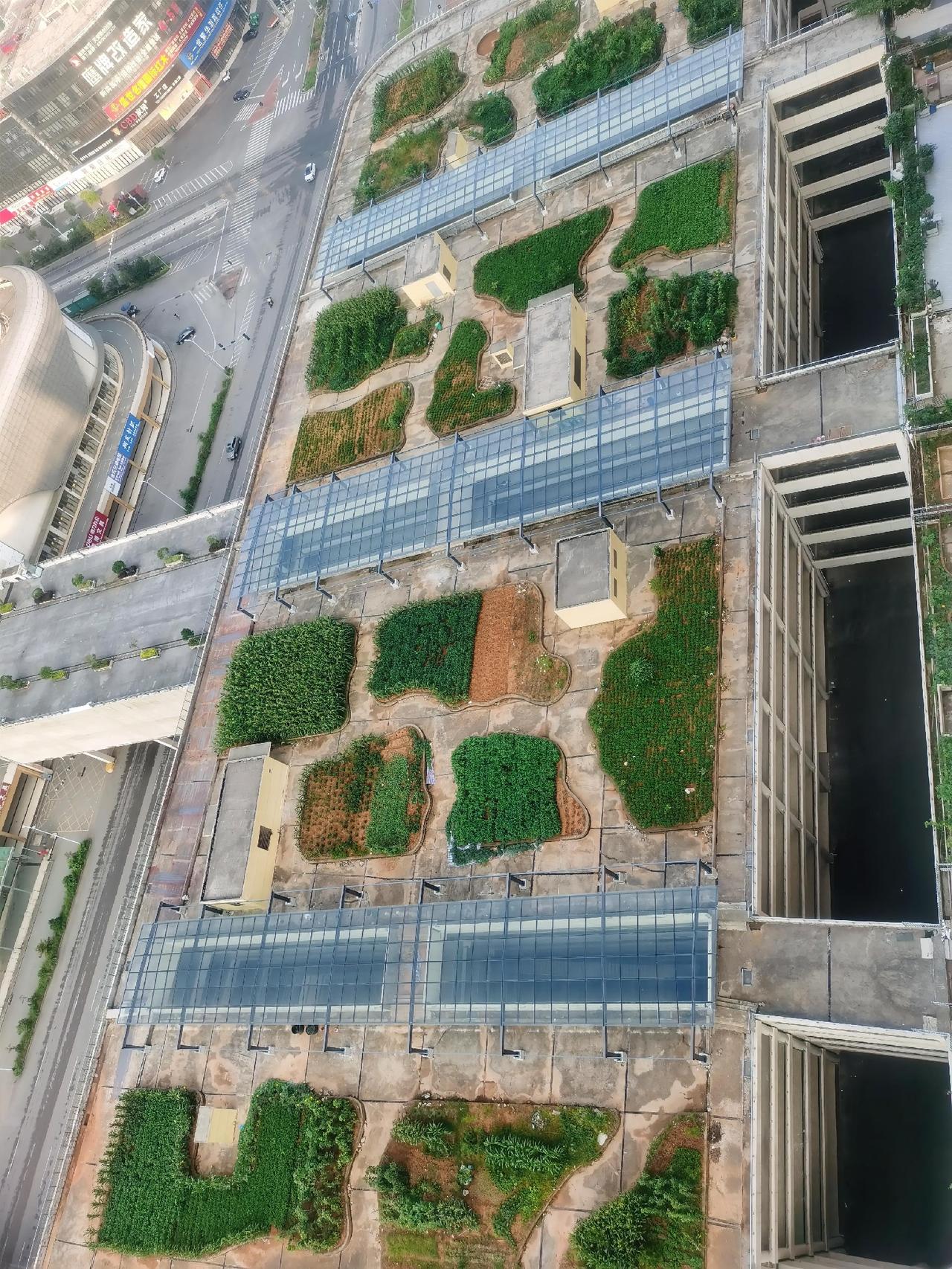 从小区我住的10楼向下看，商业楼顶花池种的菜，跟狗啃了一样，再从楼顶30层向下看