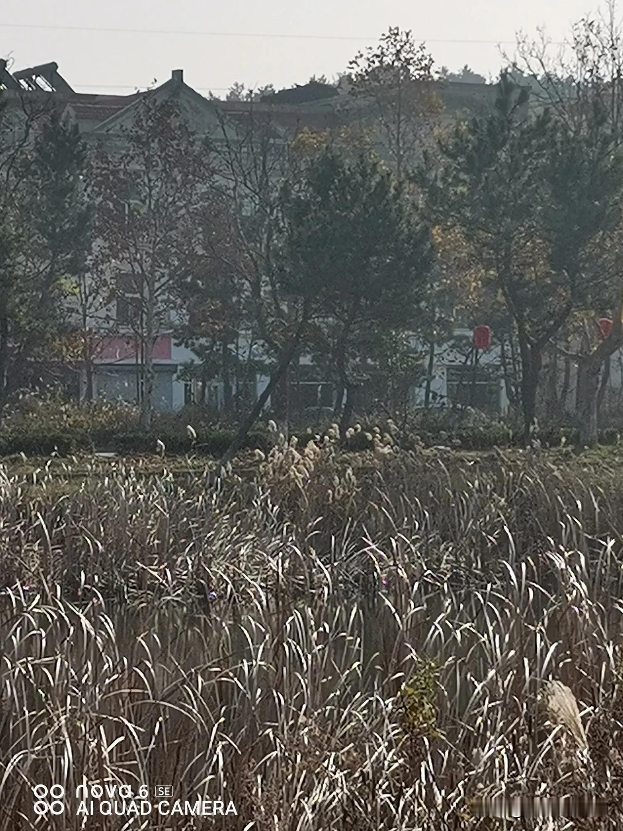 【还不是隆冬】
​冬天到了，还不是隆冬时节。
​北风未曾刮起的日子，暖阳升起，天