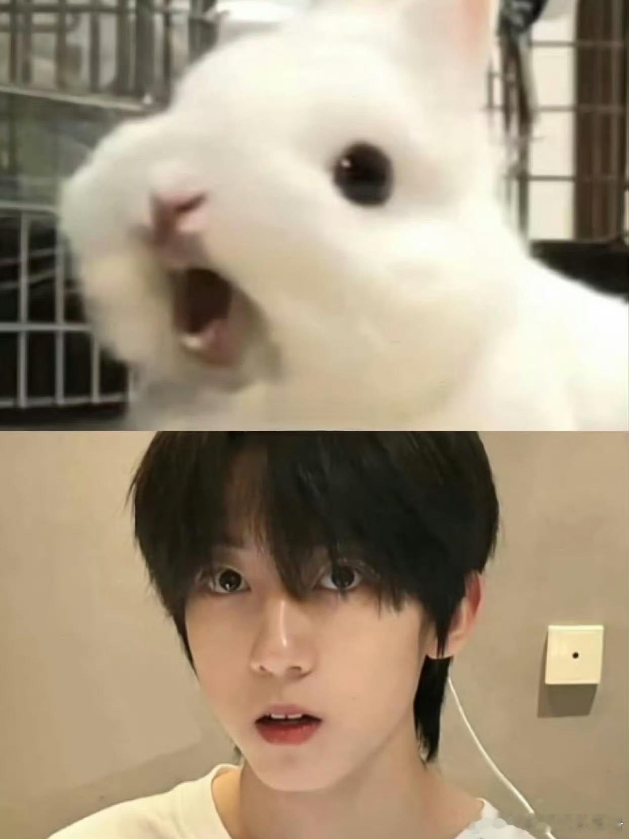 杨博文 张桂源 陈奕恒谁是你心目中的四代兔塑？ 