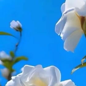 栀子花种植方法：1. 光照适宜：栀子花喜充足散射光，宜放置于光线明亮但无强光直射