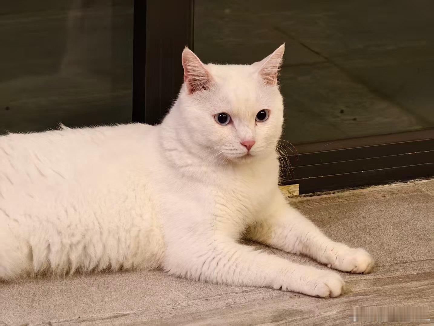 这只是老二。老大死皮赖脸赖在家里不走了之后，怕他孤独，想给他找个伴。正好有一天看