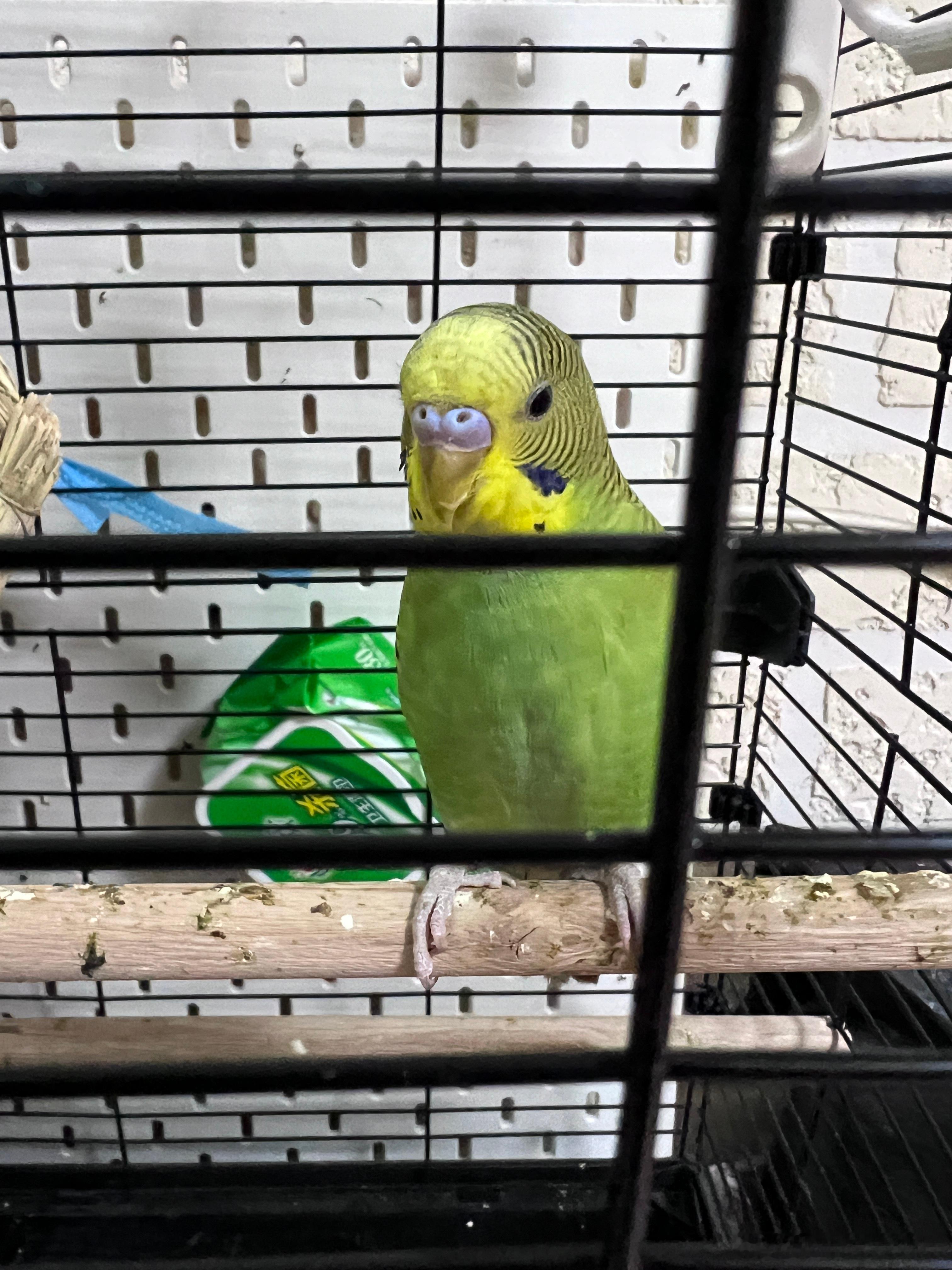 哒哒哒今天加餐了 