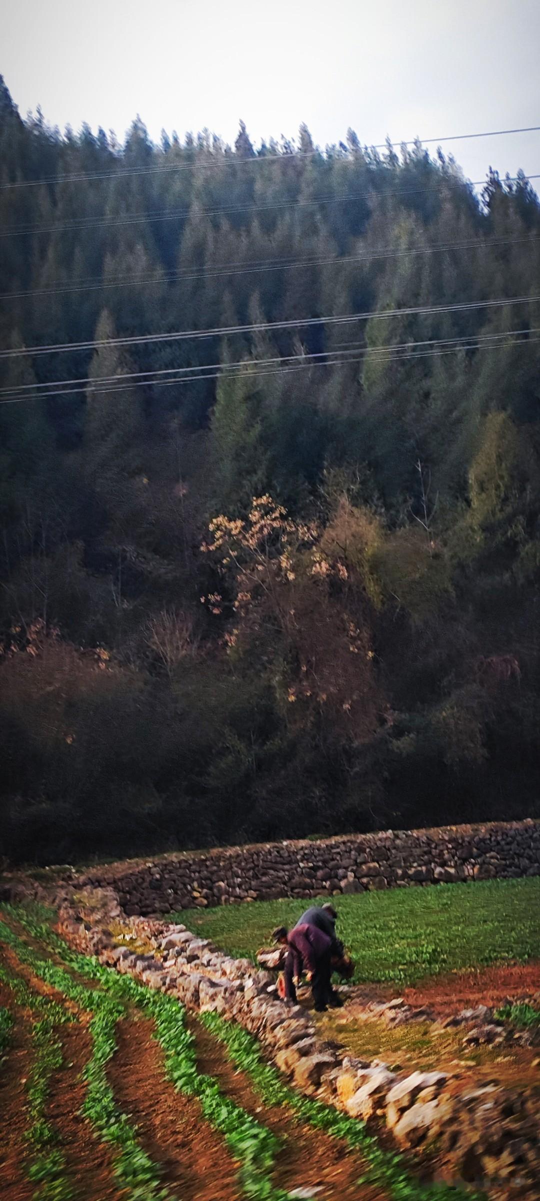 冬日生活打卡季乡下的大爷忙着给地里的油菜除草施肥，日子过成啥样全凭自己的双手。乡