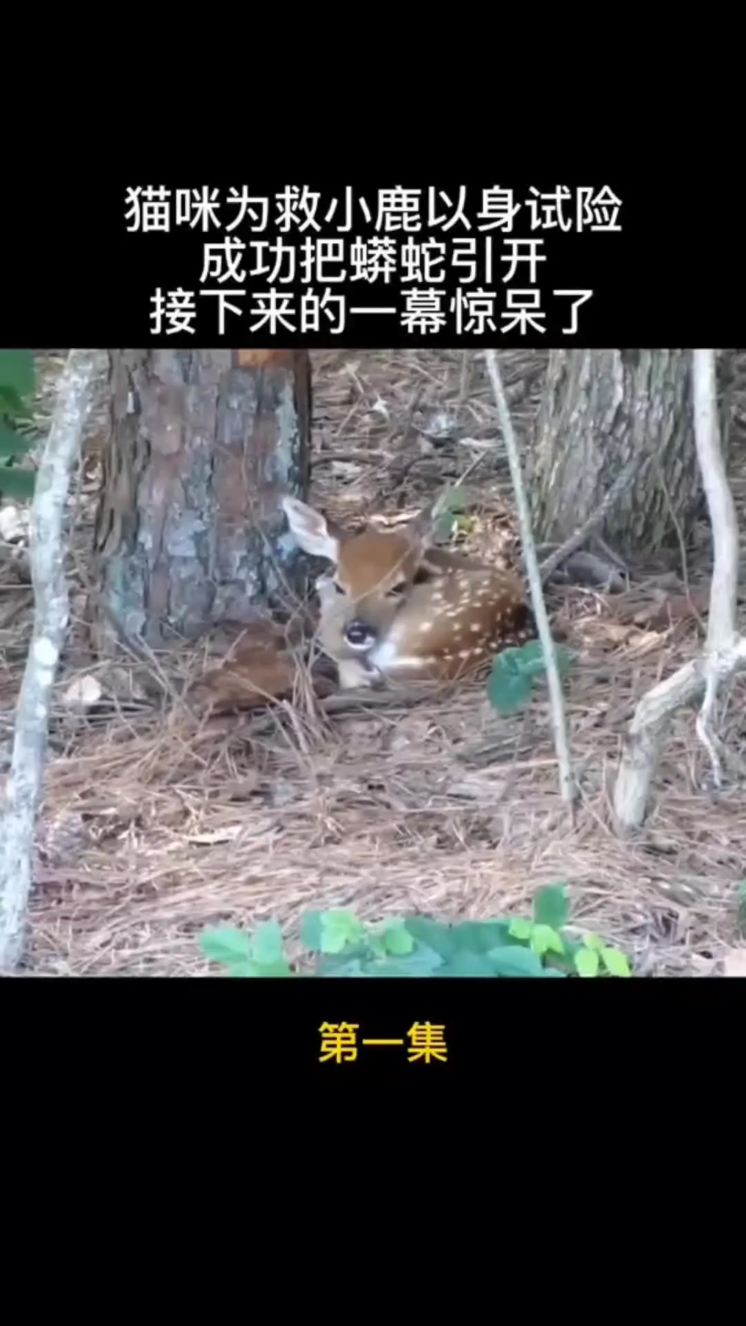 我的观影报告 内容启发搜索