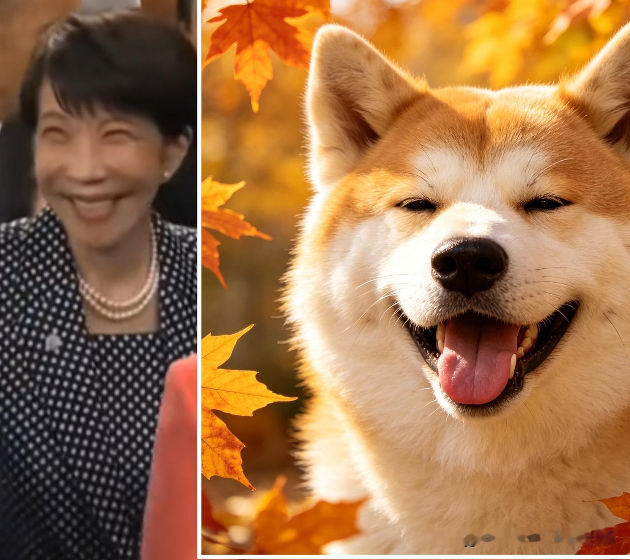 日本盛产秋田犬！