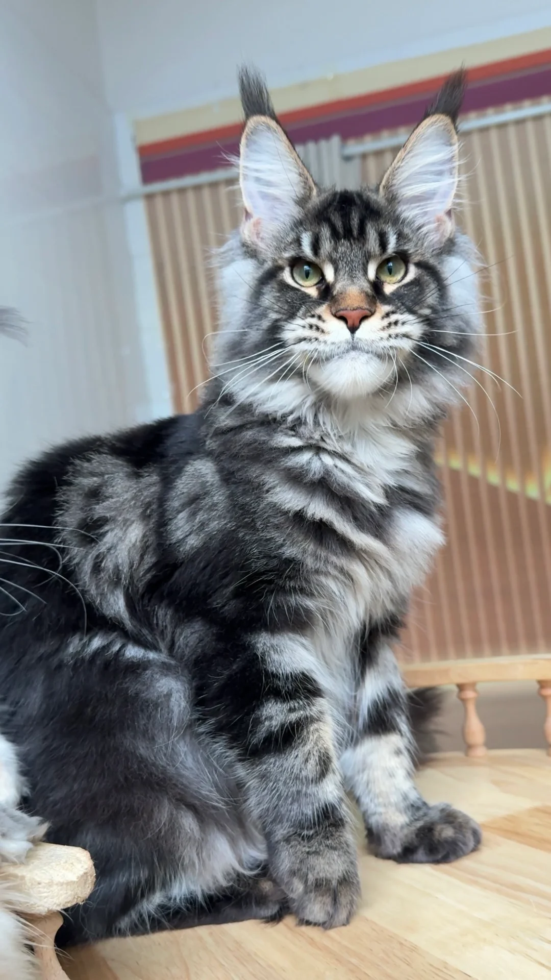 它好像知道自己很帅