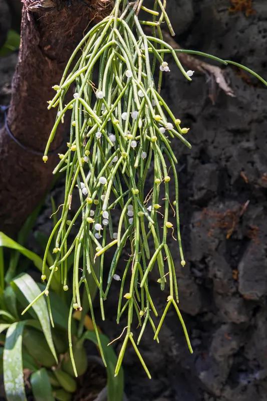 云南勐腊县的好消息来啦！当地自然保护区的巡护人员又观测到国家二级保护植物“寄生花