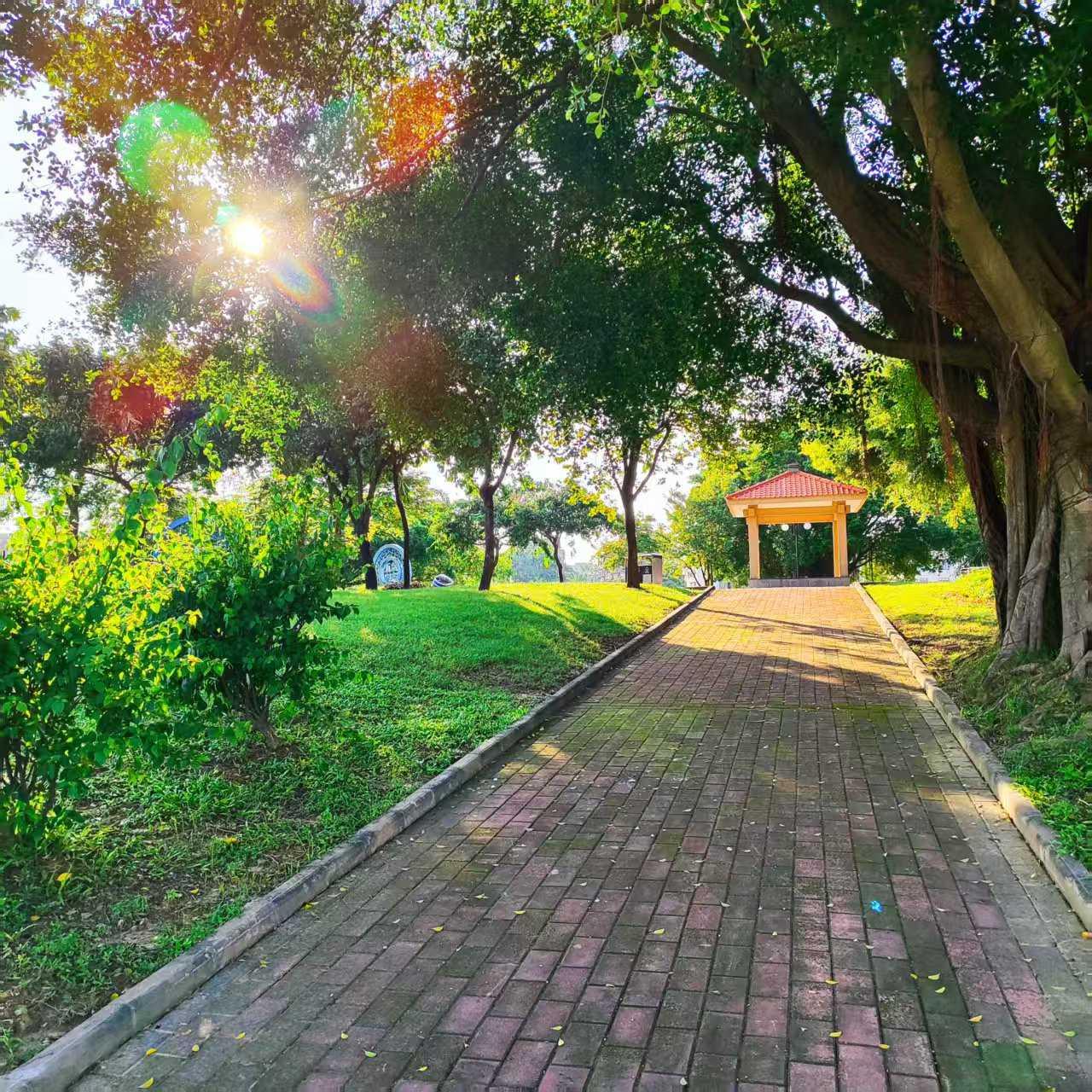 清哓起来，旭日东升，霞光万丈，映照窗前树木，微风掠过，倩影优美，霞光犹如流动一般