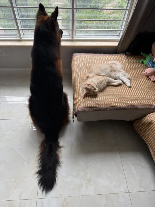 105斤茶杯犬陪茶杯咪睡觉觉
