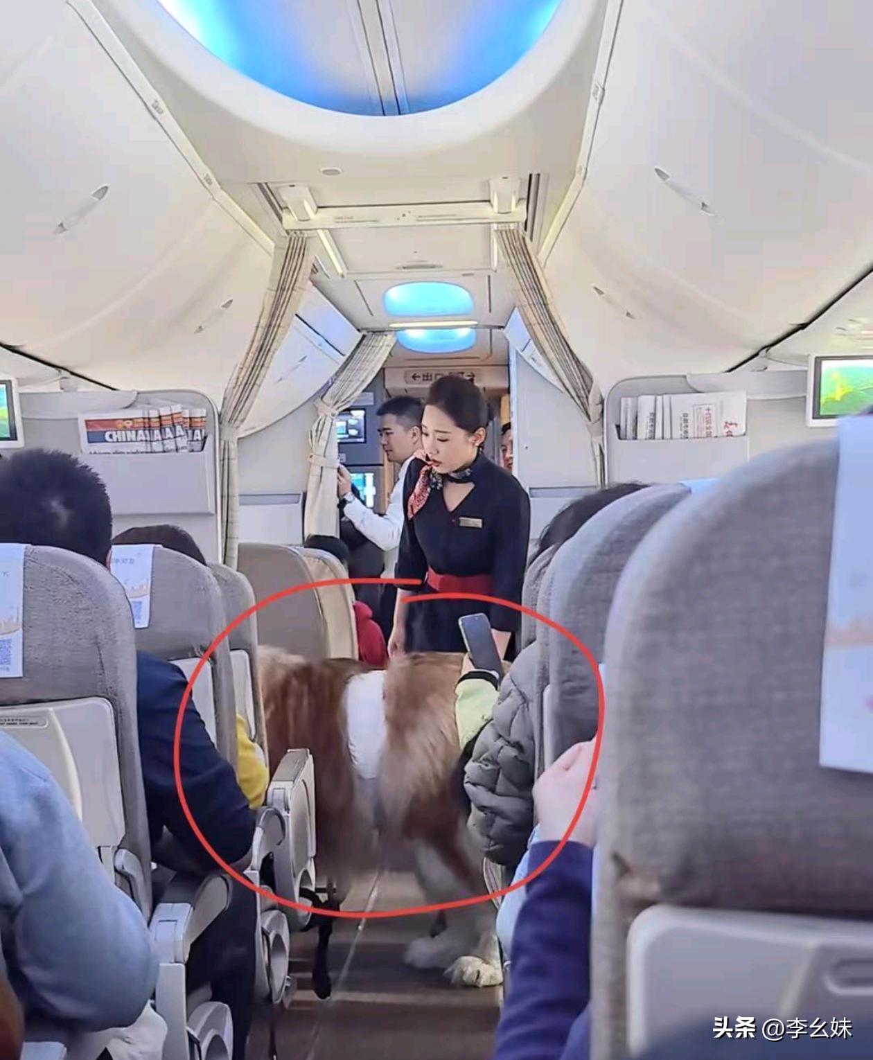 很好奇这种大型犬能上飞机吗？