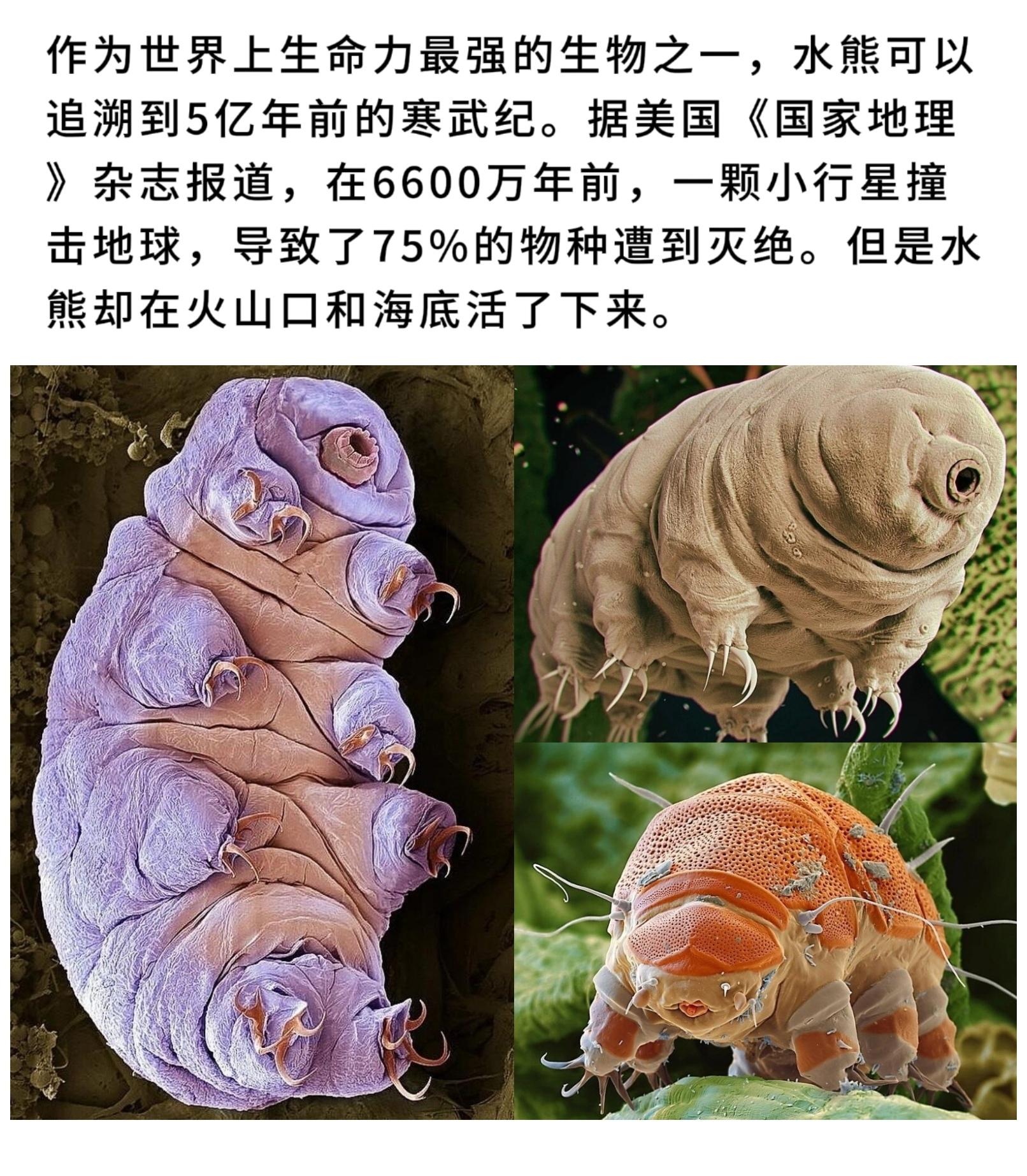 今日科普。世界上生命力最强的生物之一，水熊可以追溯到5亿年前的寒武纪。