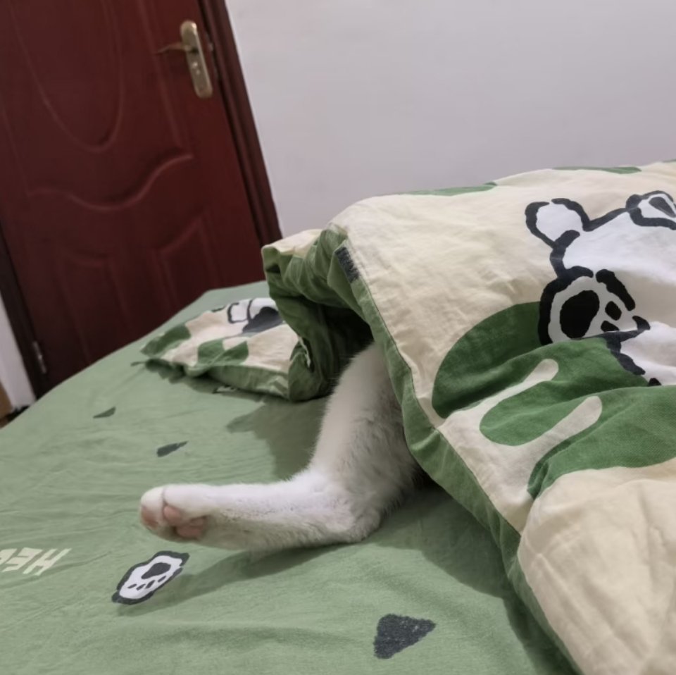 萌宠 被子里太热了，把腿挪出来晾晾。 