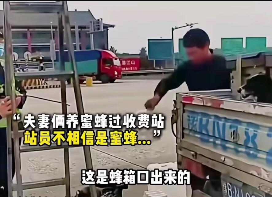 夫妻俩养蜜蜂开车拉蜂箱过收费站，站员不相信是蜜蜂，开箱检查后笑不活了

这执勤人