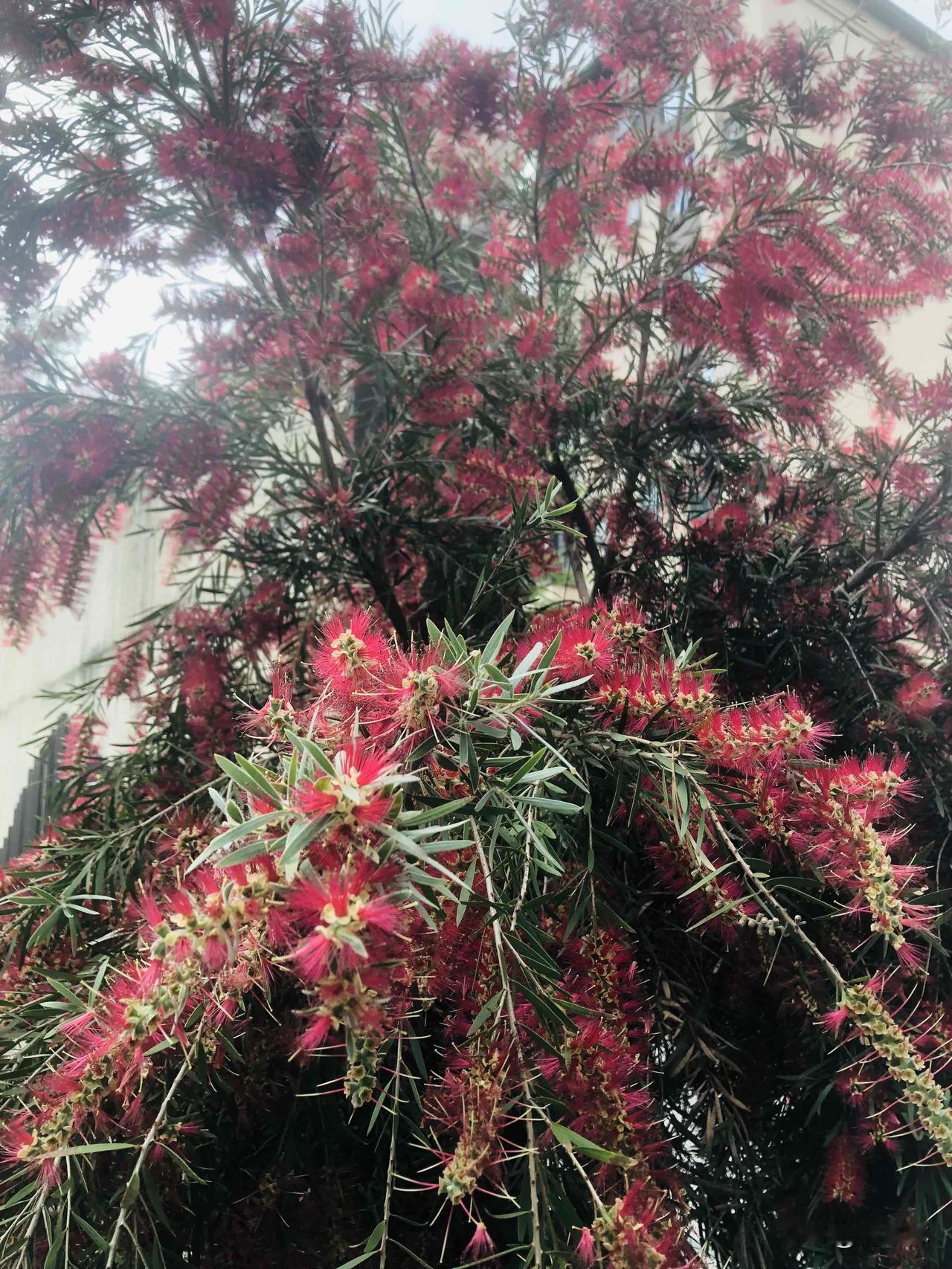 有没有漂亮的花朵图片吗这一串串红色毛毛花真的太好看啦，一串串垂落下来红彤彤的，看